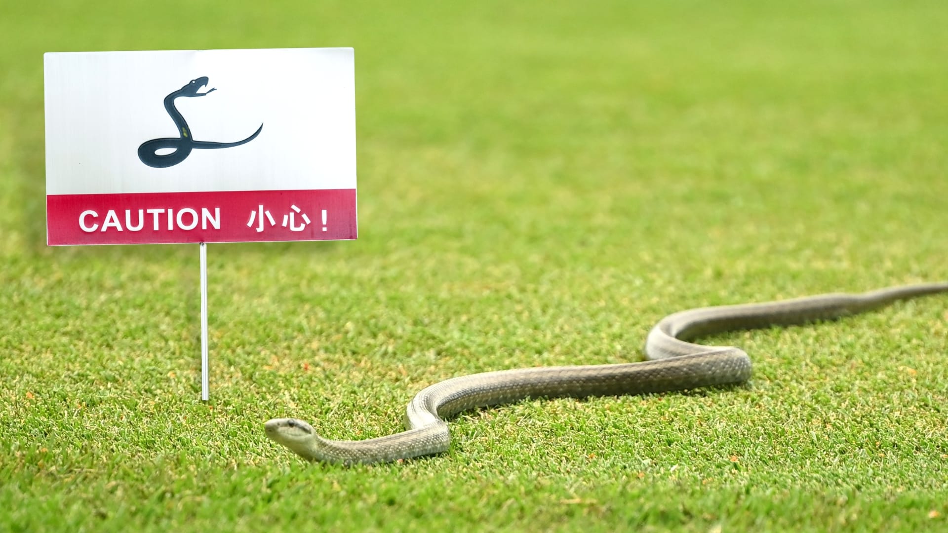 Snake on the course! Aussie players discover deadly creature hiding in cup