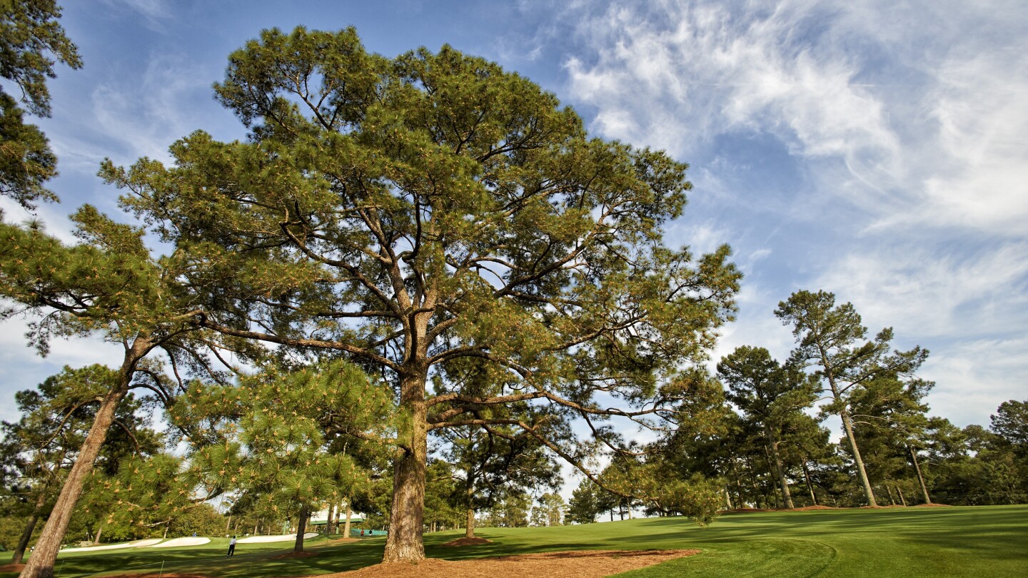 ‘I hit it so many times, it fell’: Remembering the Eisenhower Tree, a decade later
