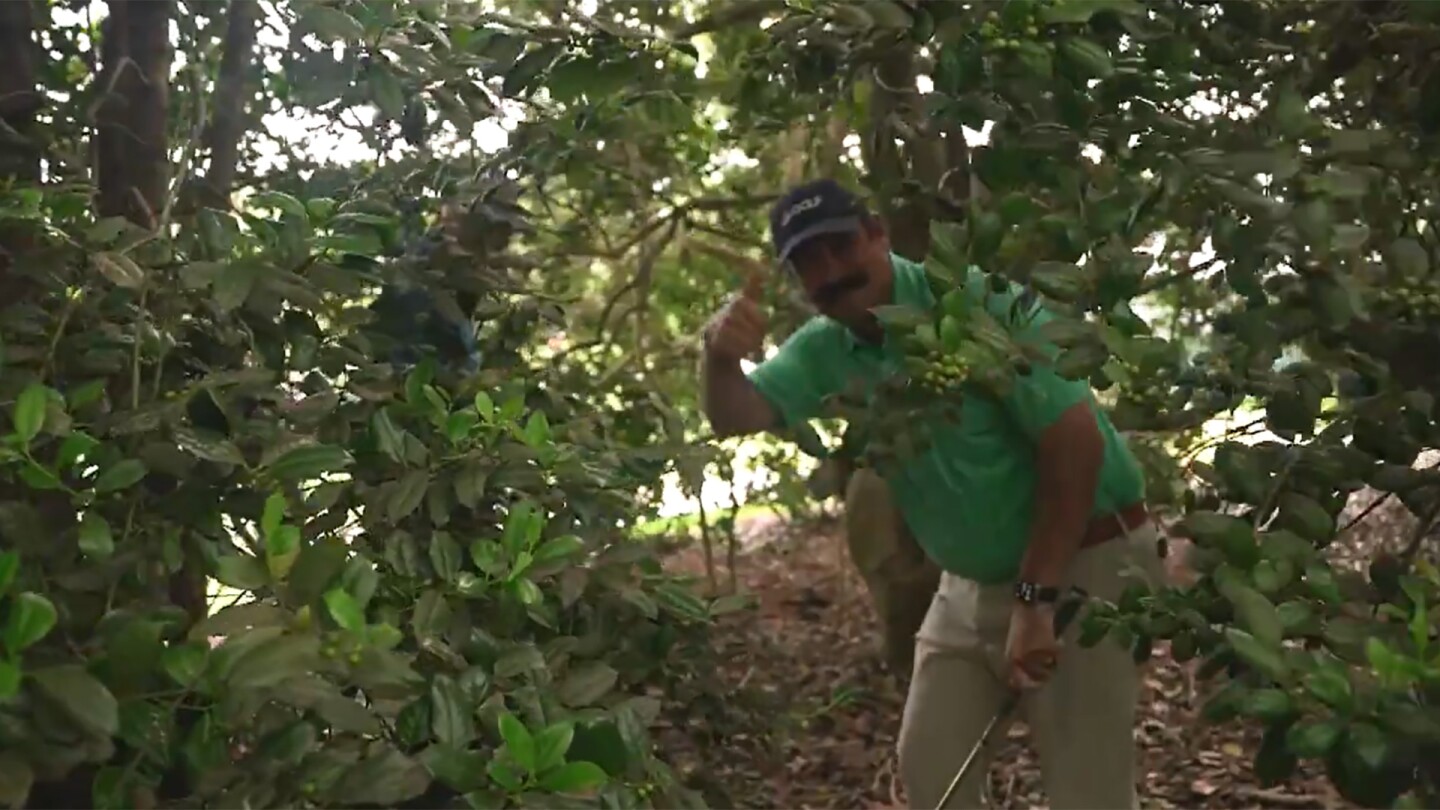 Johnson Wagner goes in the trees to detail Xander Schauffele ruling — executes shot!